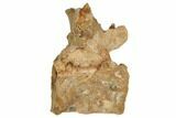 Bargain, Fossil Theropod Dinosaur Caudal Vertebra - Morocco #192544-2